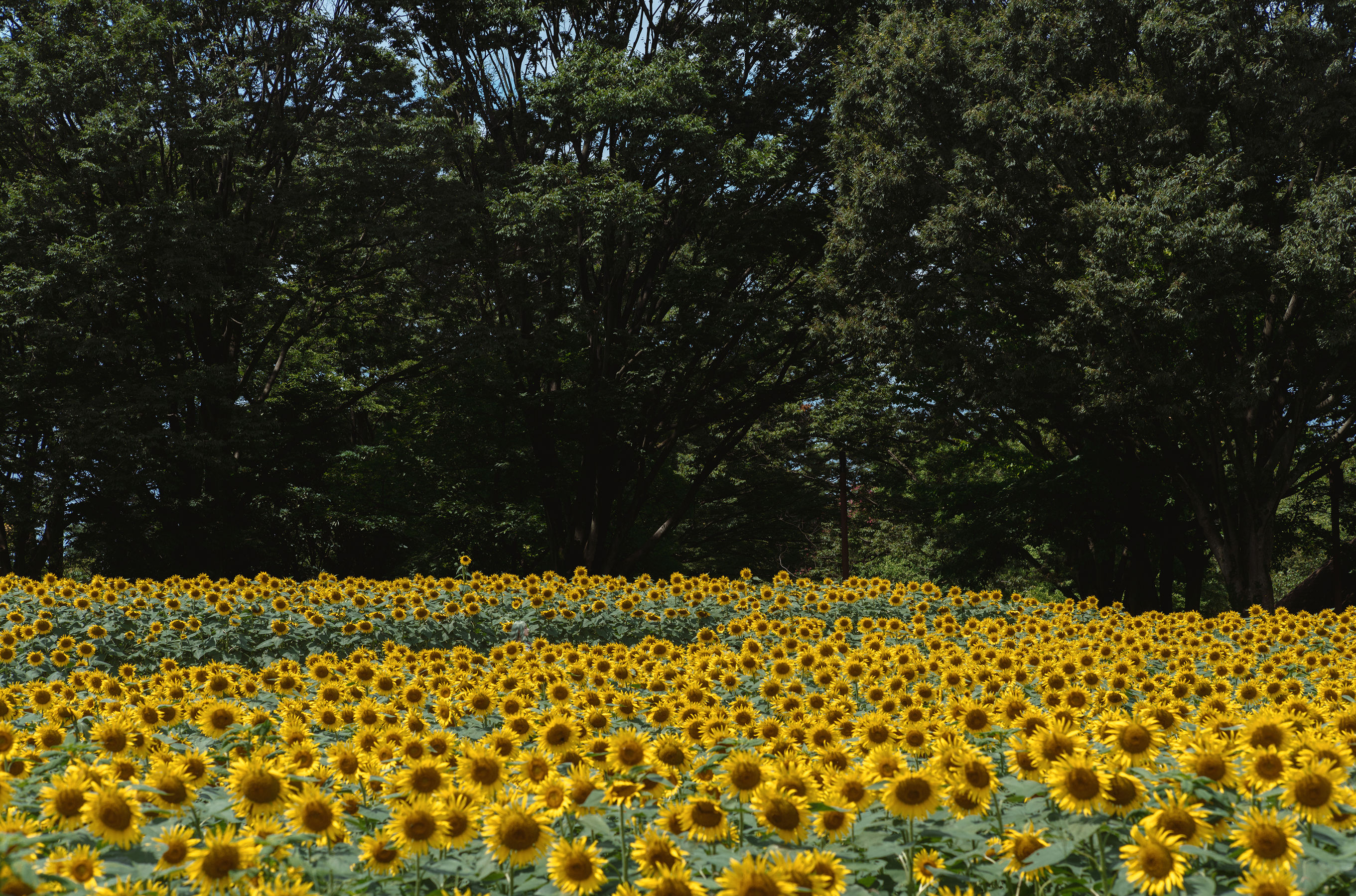 Ely_eee(ElyEE子) - Kazami Yuuka  幽香花海 第21张
