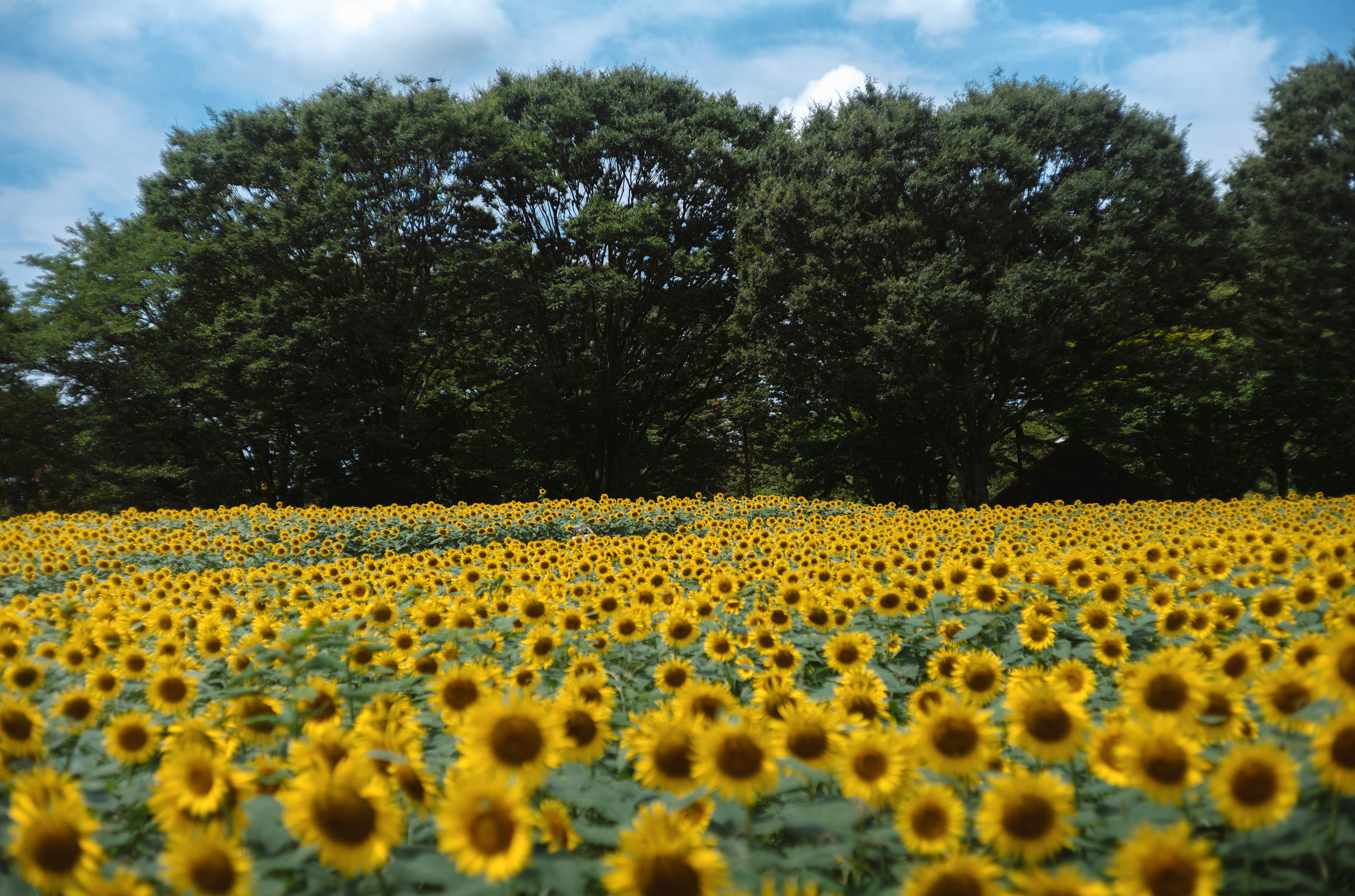 Ely_eee(ElyEE子) - Kazami Yuuka  幽香花海 第20张