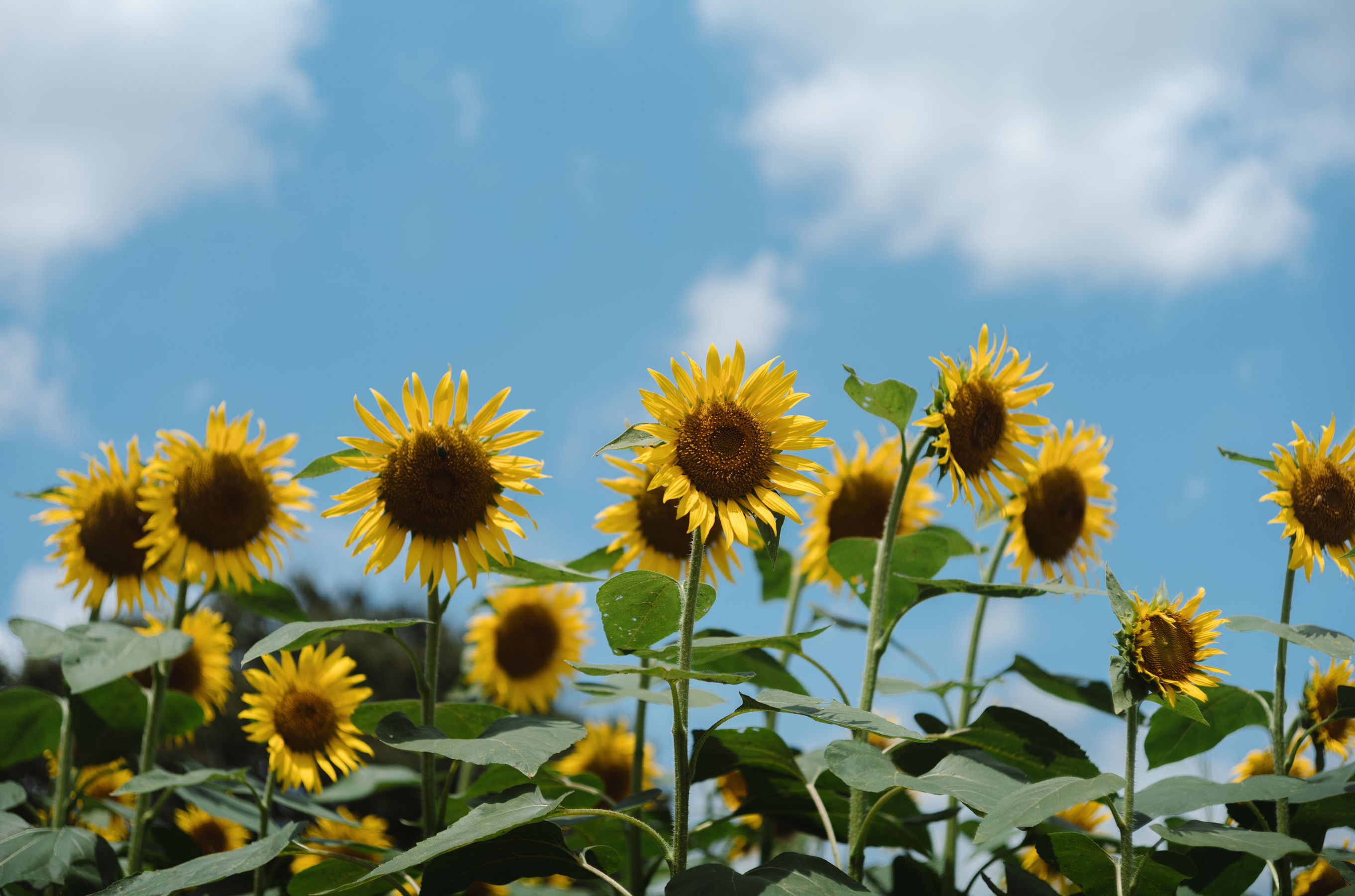 Ely_eee(ElyEE子) - Kazami Yuuka  幽香花海 第34张