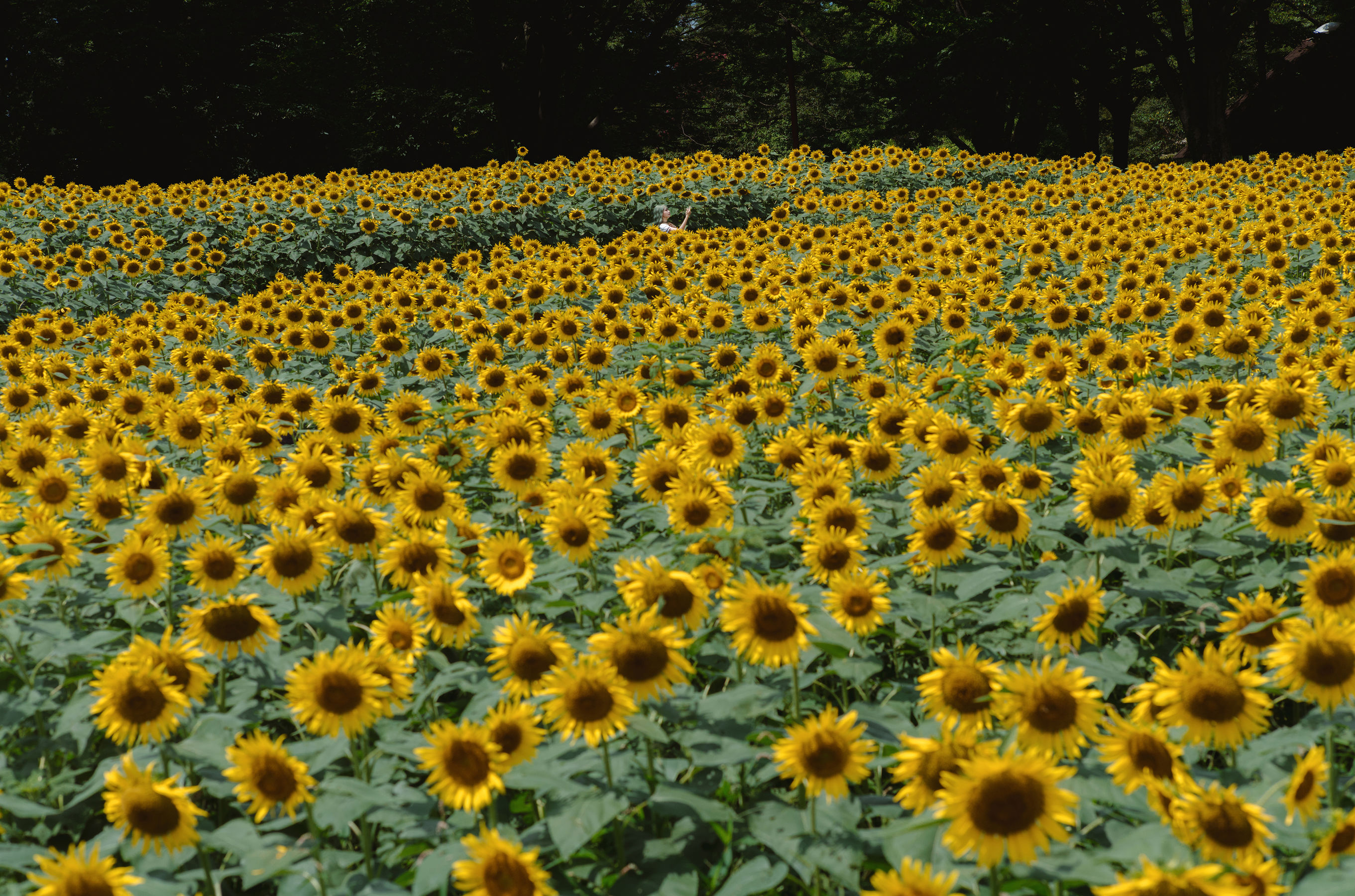 Ely_eee(ElyEE子) - Kazami Yuuka  幽香花海 第22张